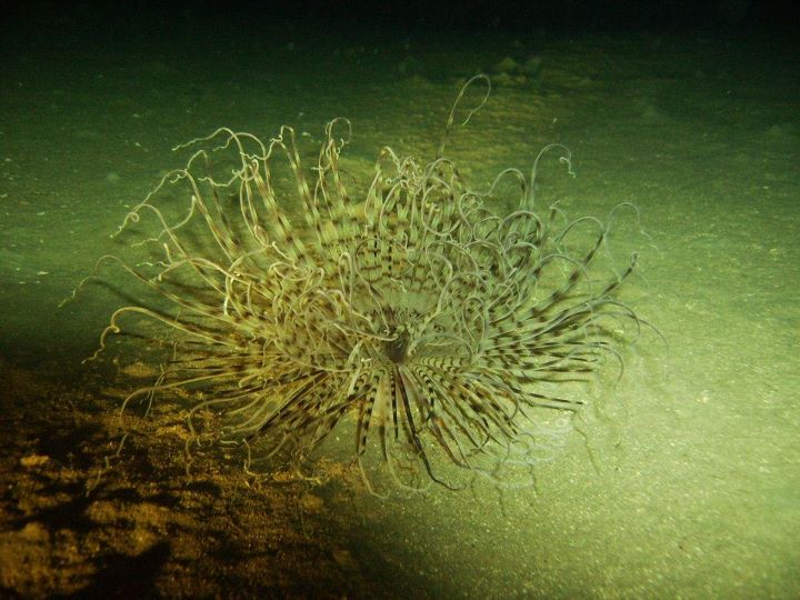 Pachycerianthus solitarius